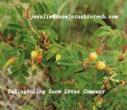 Rose Hip Fruit Powder